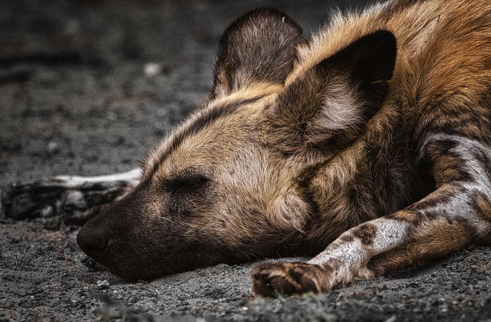 (Wild)Hunde müde