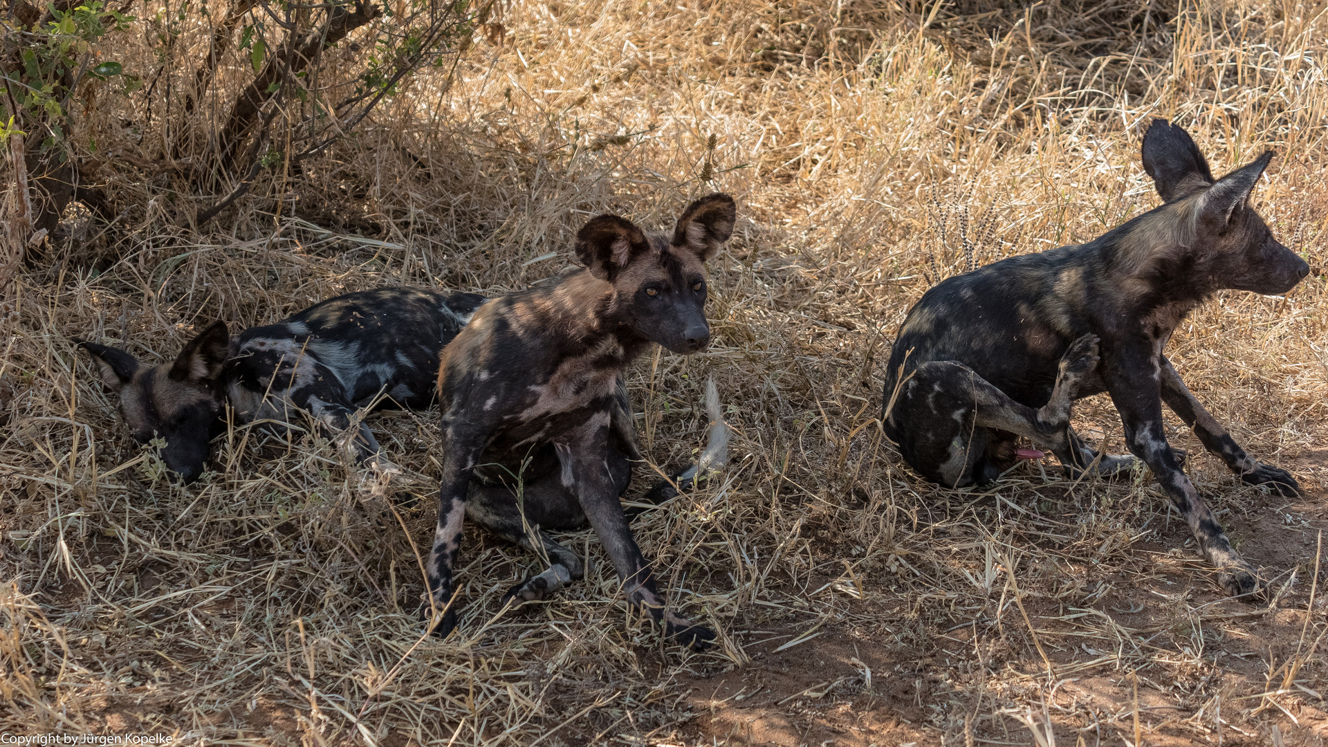 Wildhunde ohne MEINEN Kommentar