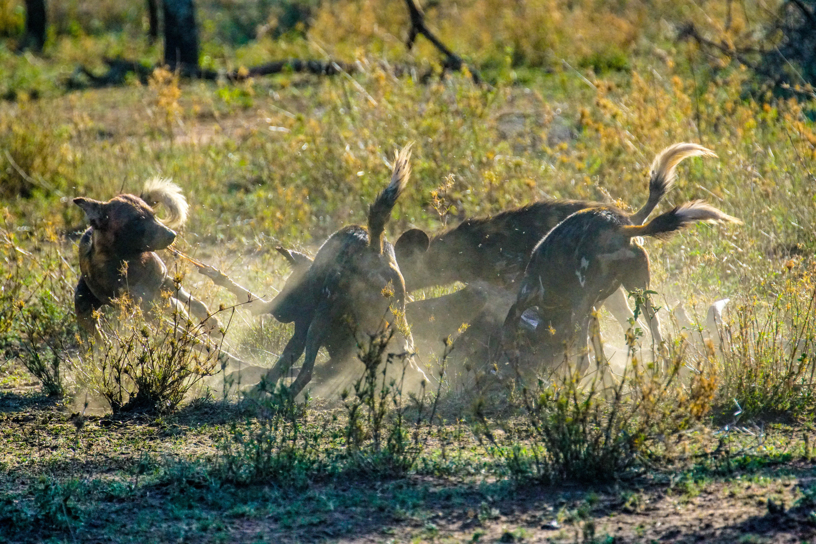 Wildhunde streiten ums Fressen