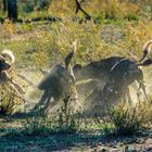 Wildhunde streiten ums Fressen