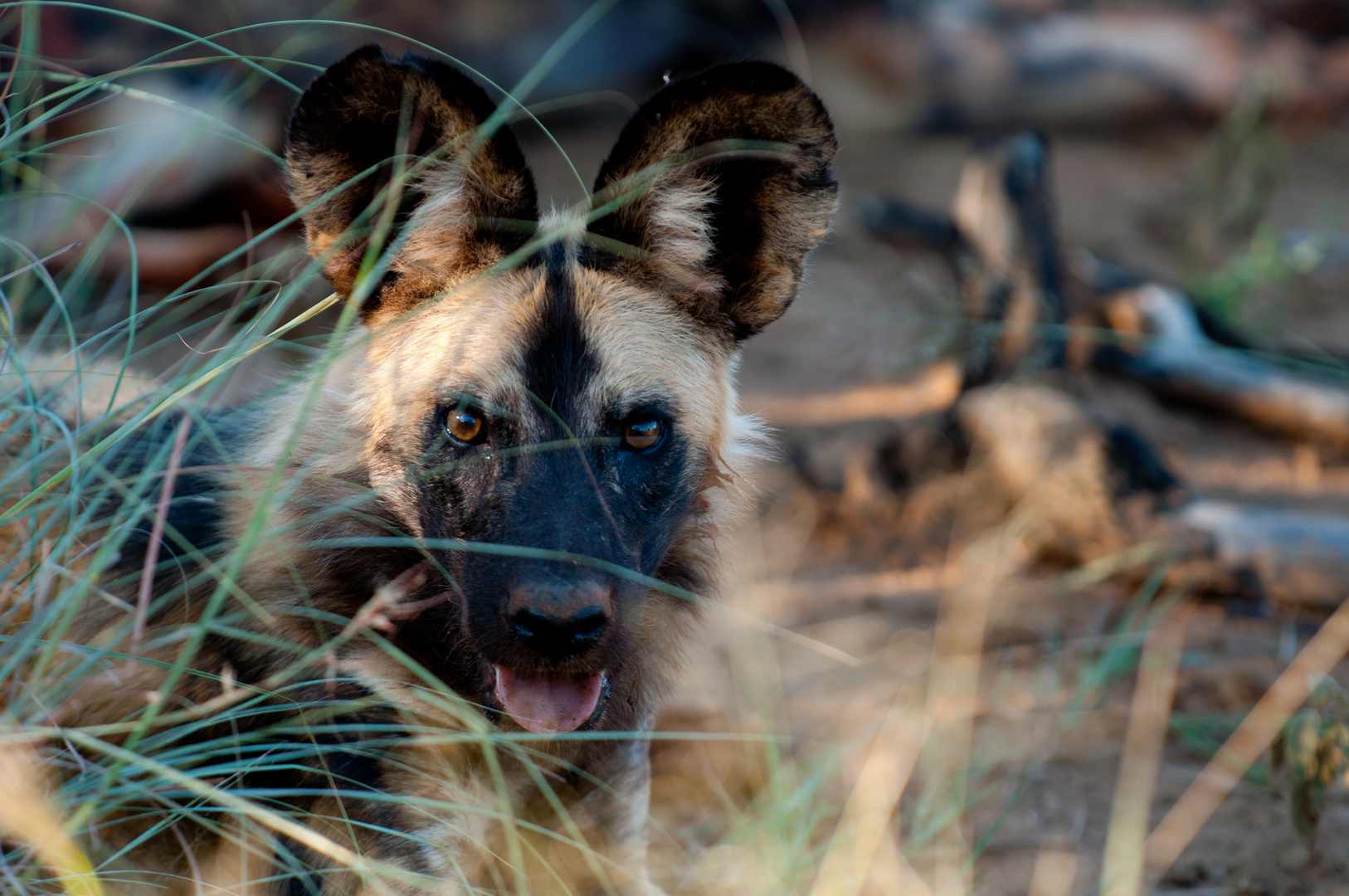 Wildhunde - wilddogs