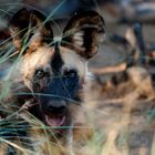 Wildhunde - wilddogs