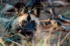 Wildhunde - wilddogs