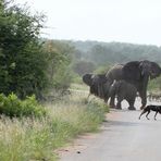 Wildhunde wollen Elefantenbaby angreifen.