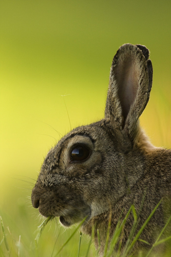 Wildkanichen ganz groß