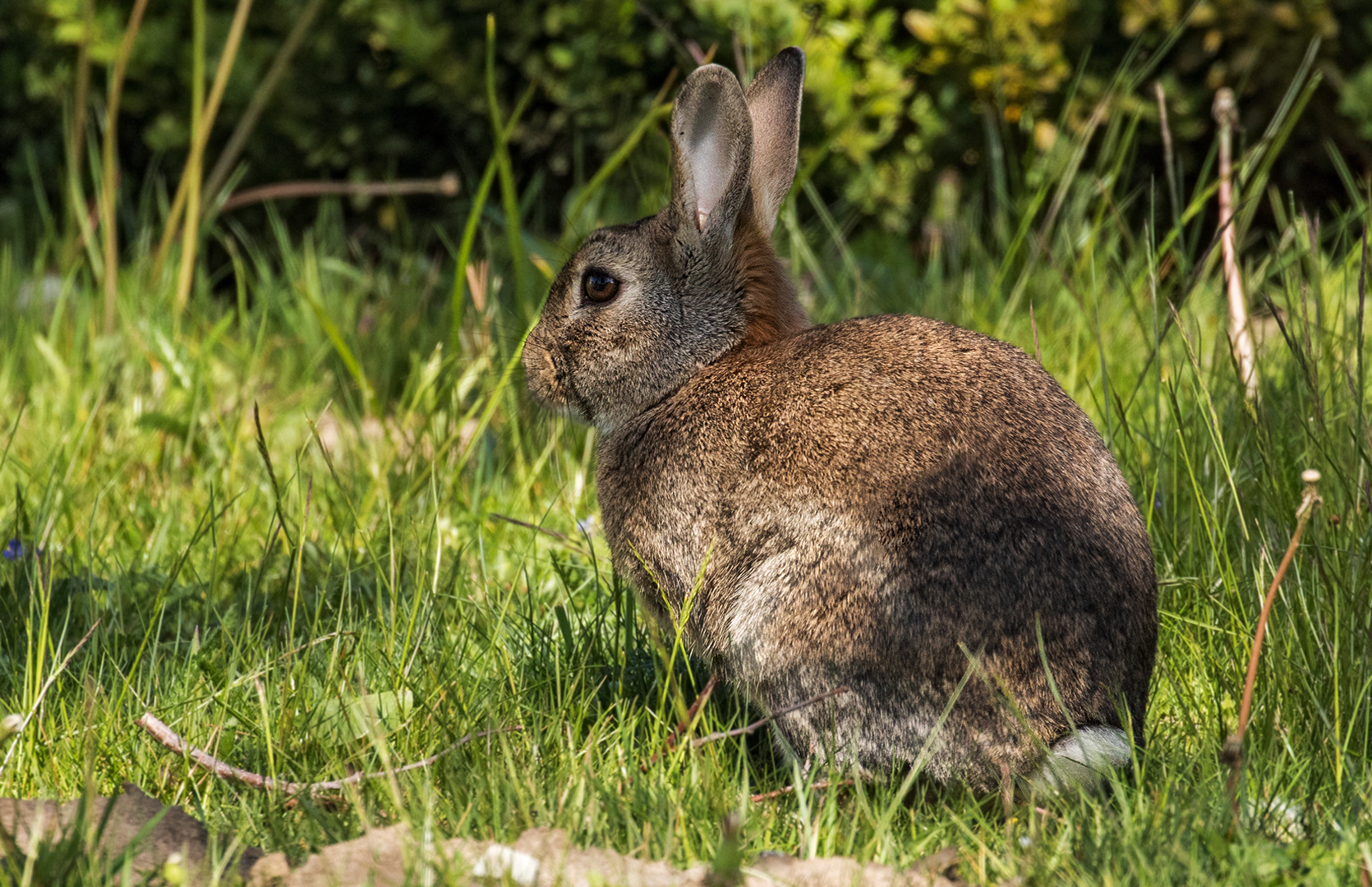 Wildkaninchen 001