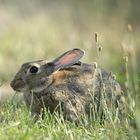 Wildkaninchen