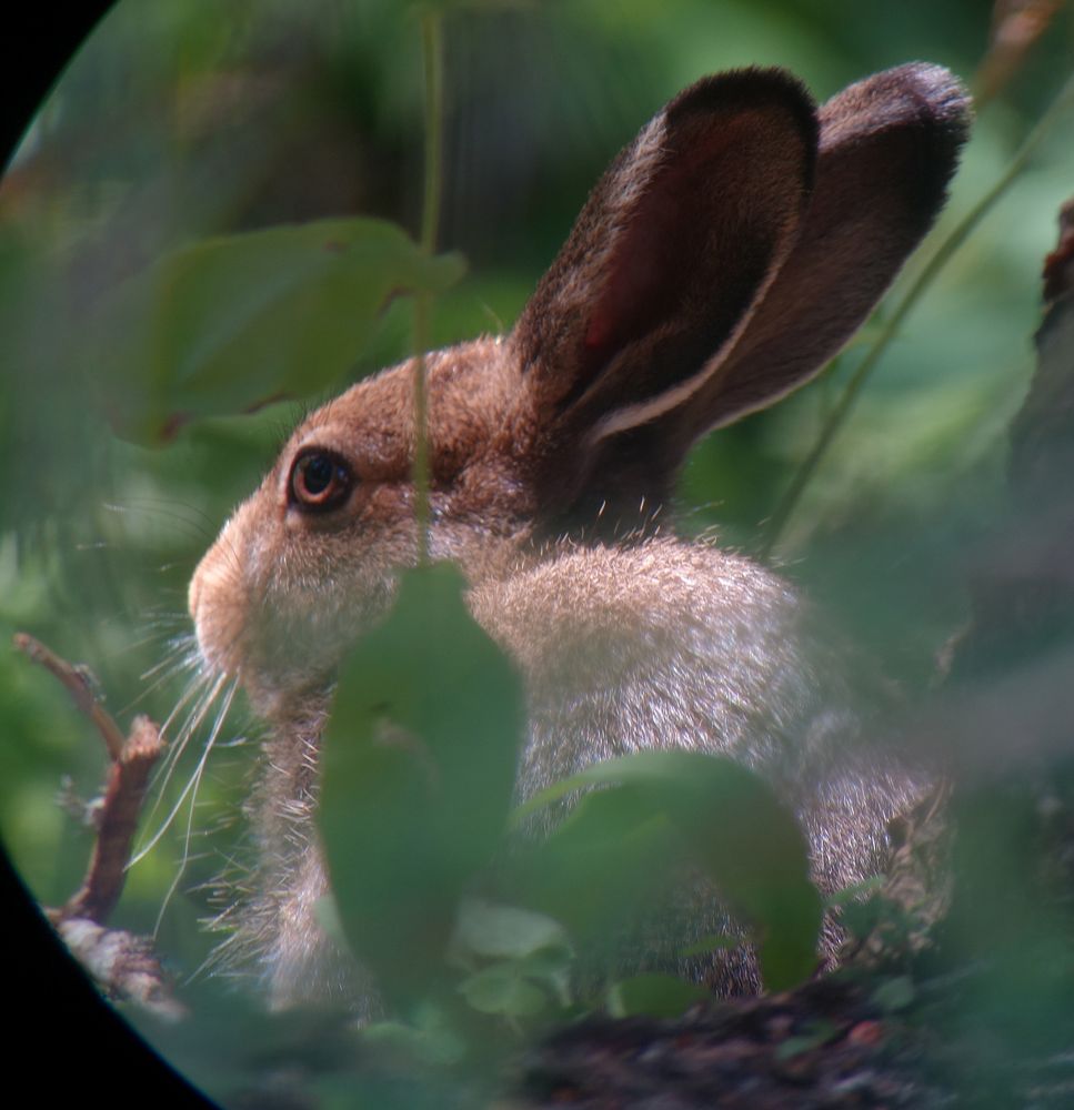 Wildkaninchen?!