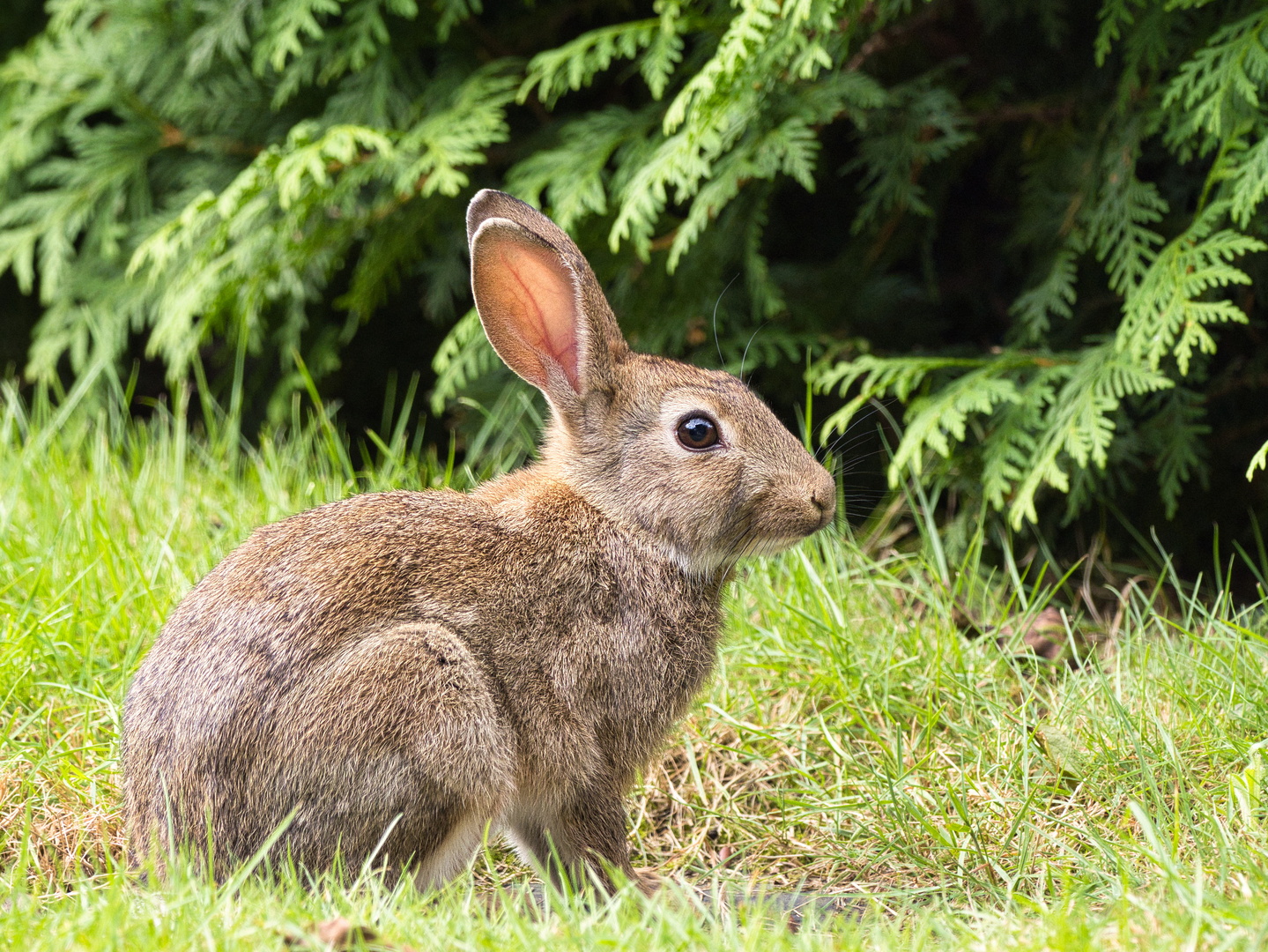 Wildkaninchen