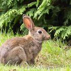 Wildkaninchen