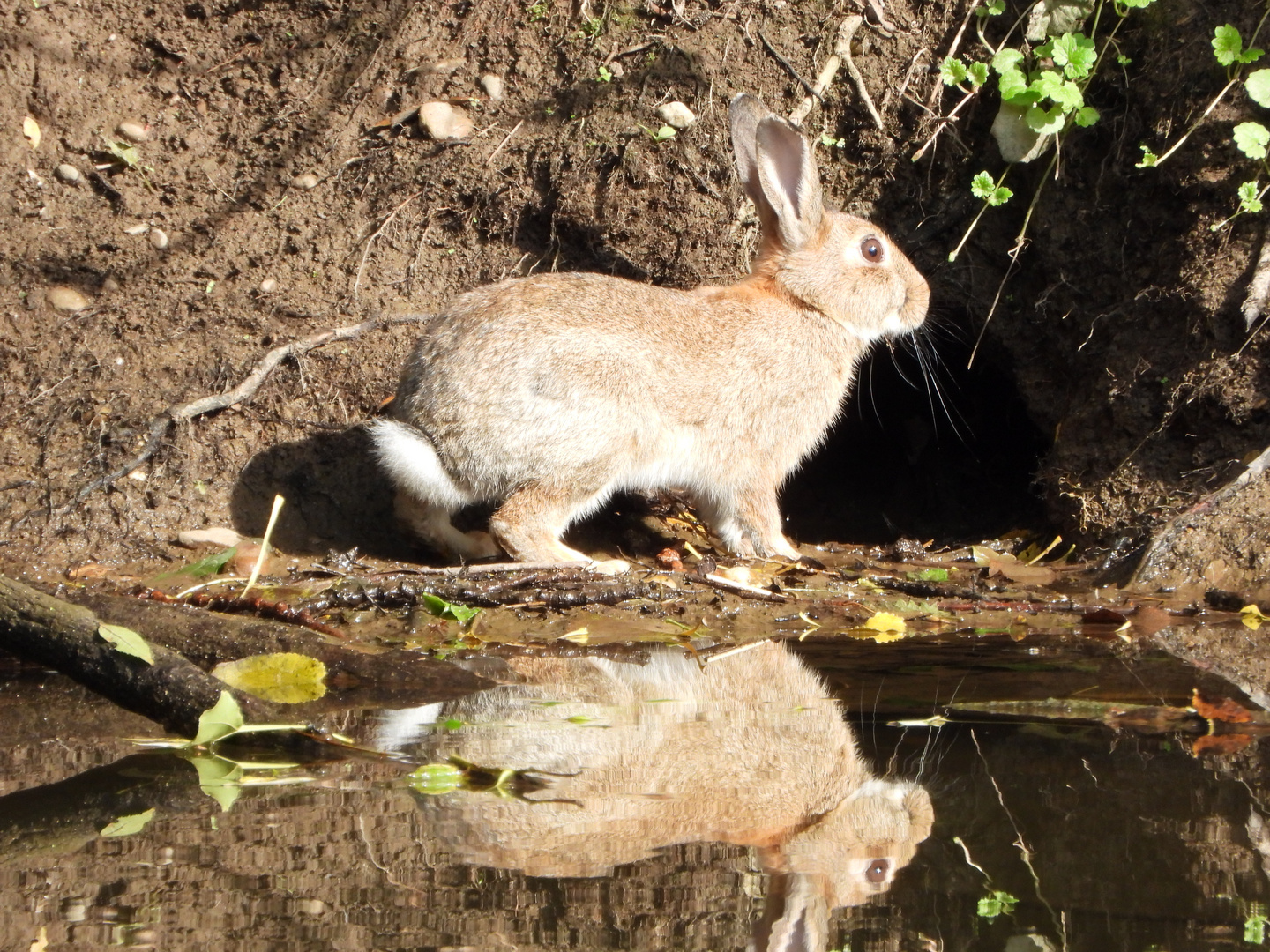 Wildkaninchen ....