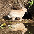 Wildkaninchen ....