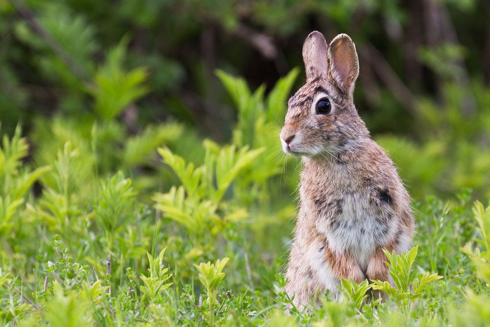 Wildkaninchen