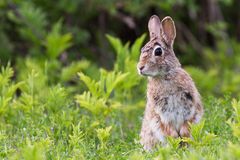 Wildkaninchen