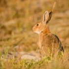 Wildkaninchen 