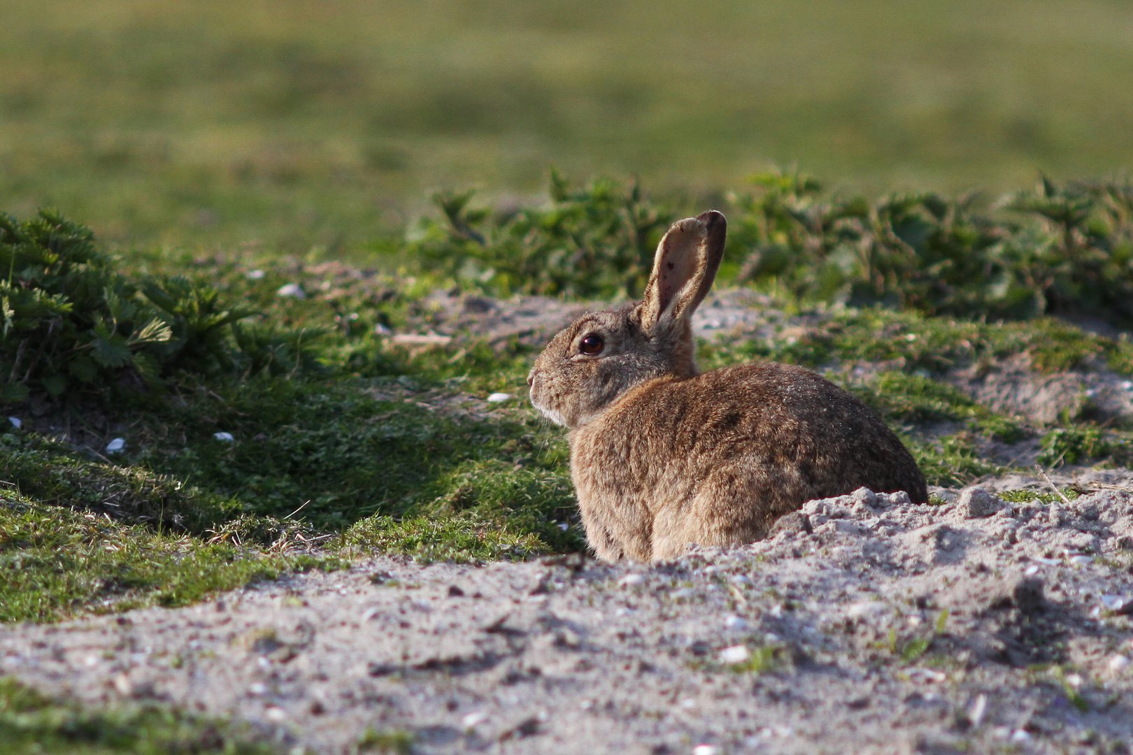 Wildkaninchen