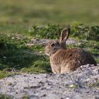 Wildkaninchen