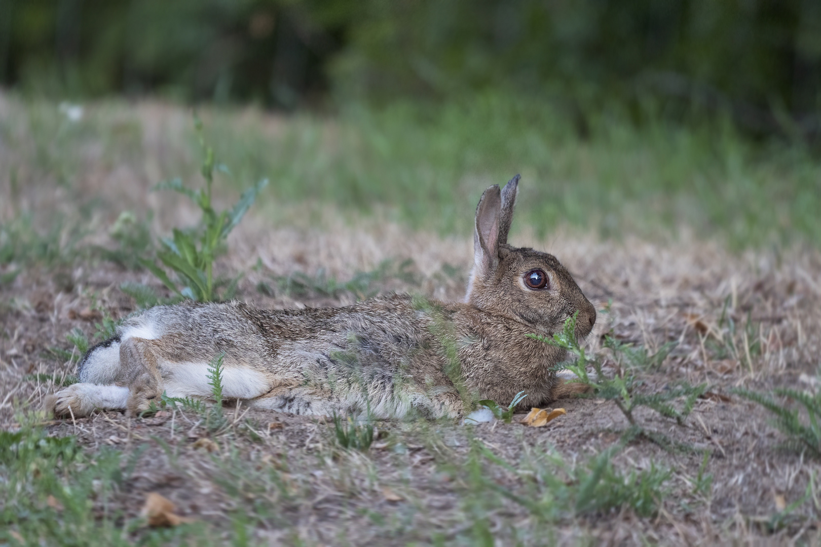 Wildkaninchen