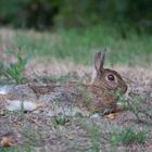 Wildkaninchen