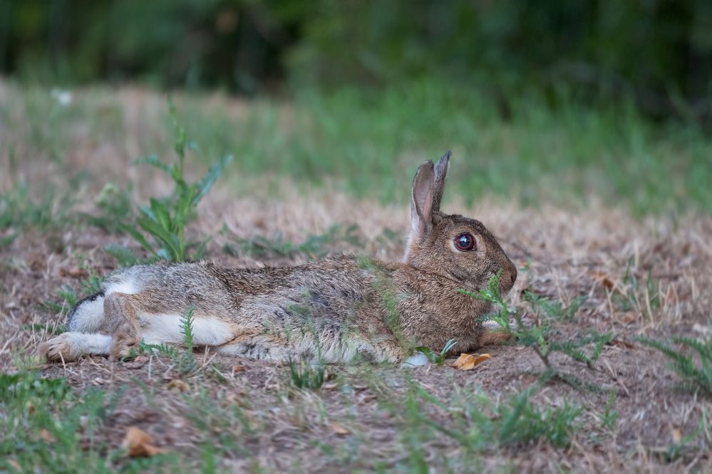 Wildkaninchen