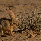 Wildkaninchen