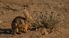 Wildkaninchen