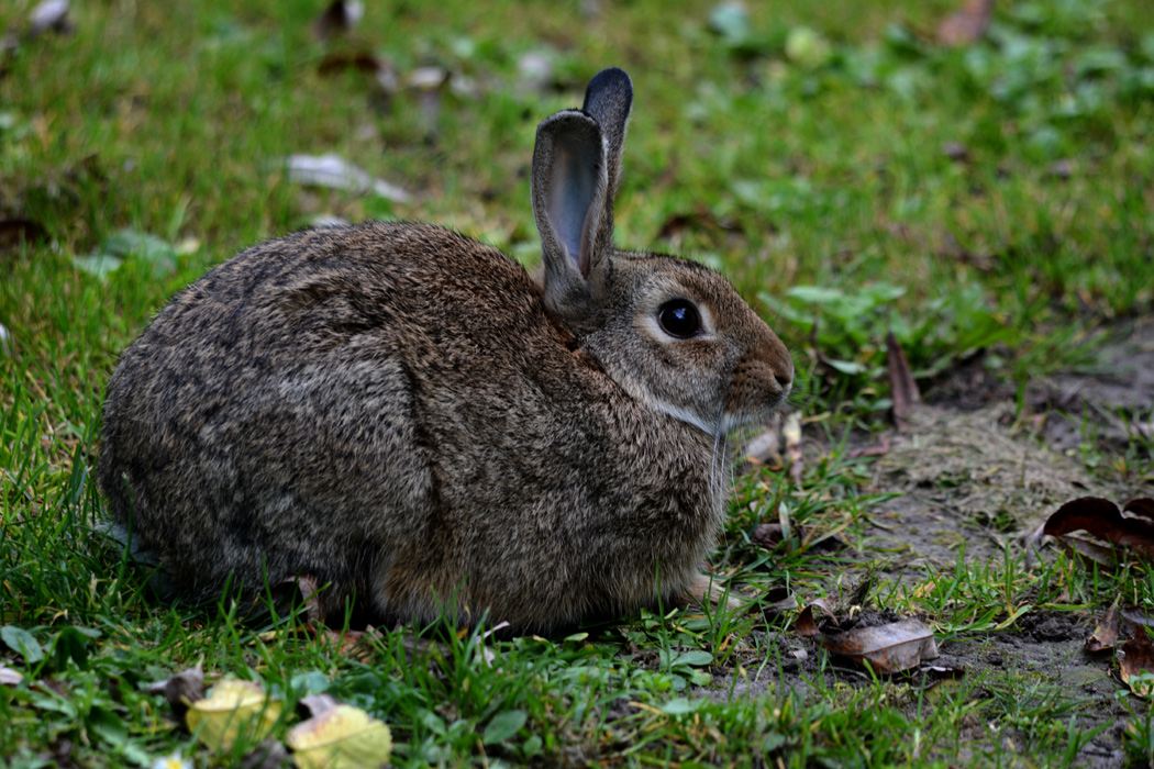 Wildkaninchen