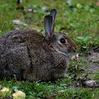 Wildkaninchen