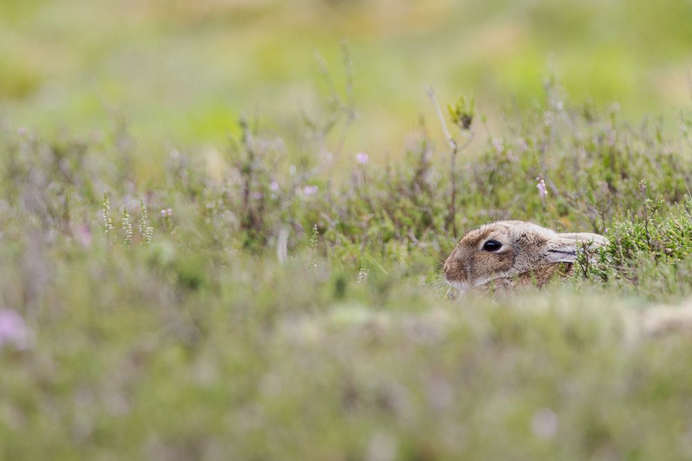 Wildkaninchen