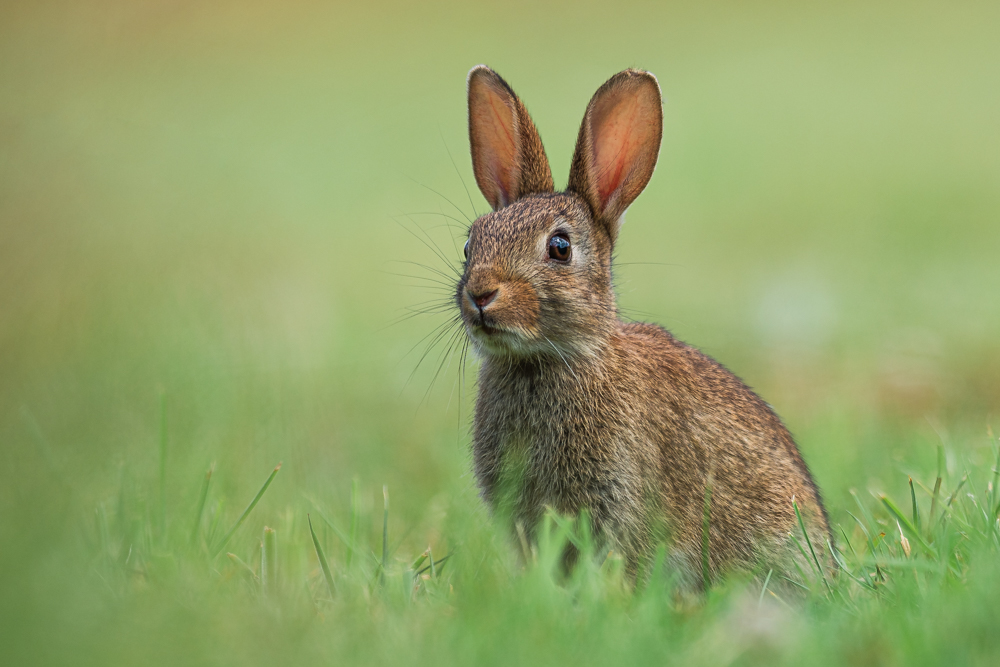 Wildkaninchen Foto & Bild tiere, wildlife, säugetiere Bilder auf