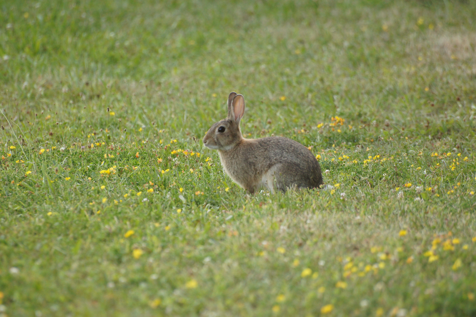 Wildkaninchen