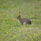 Wildkaninchen