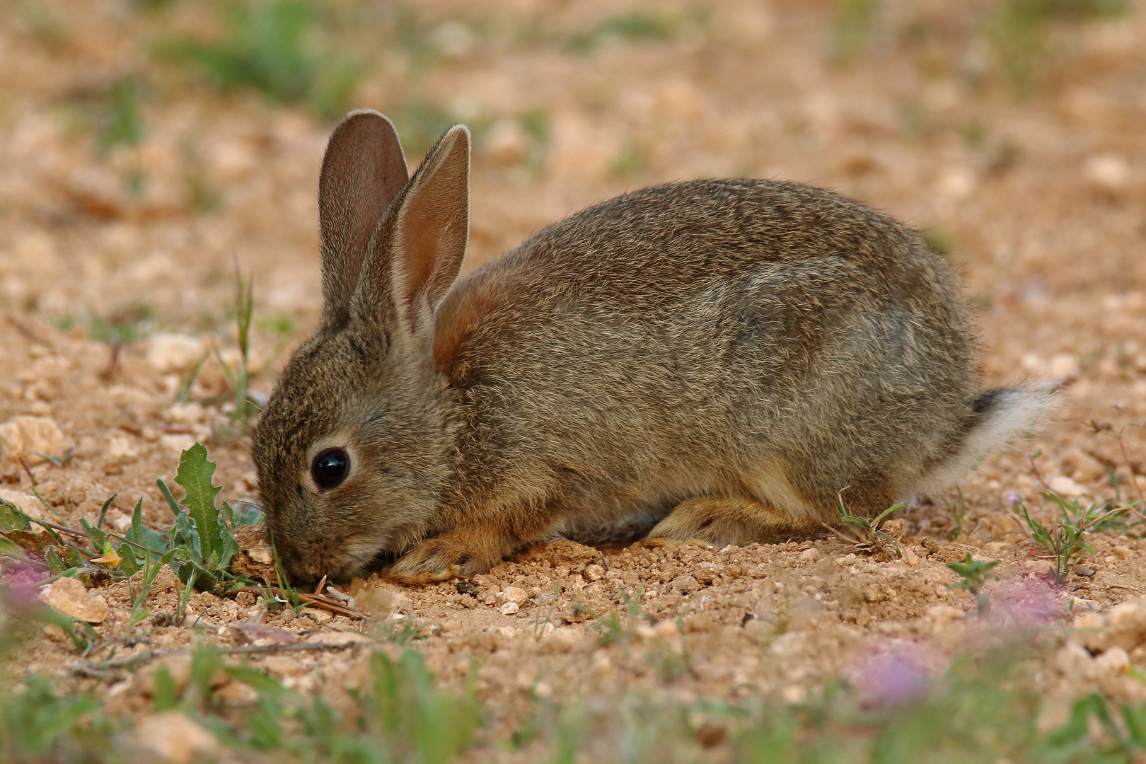 Wildkaninchen