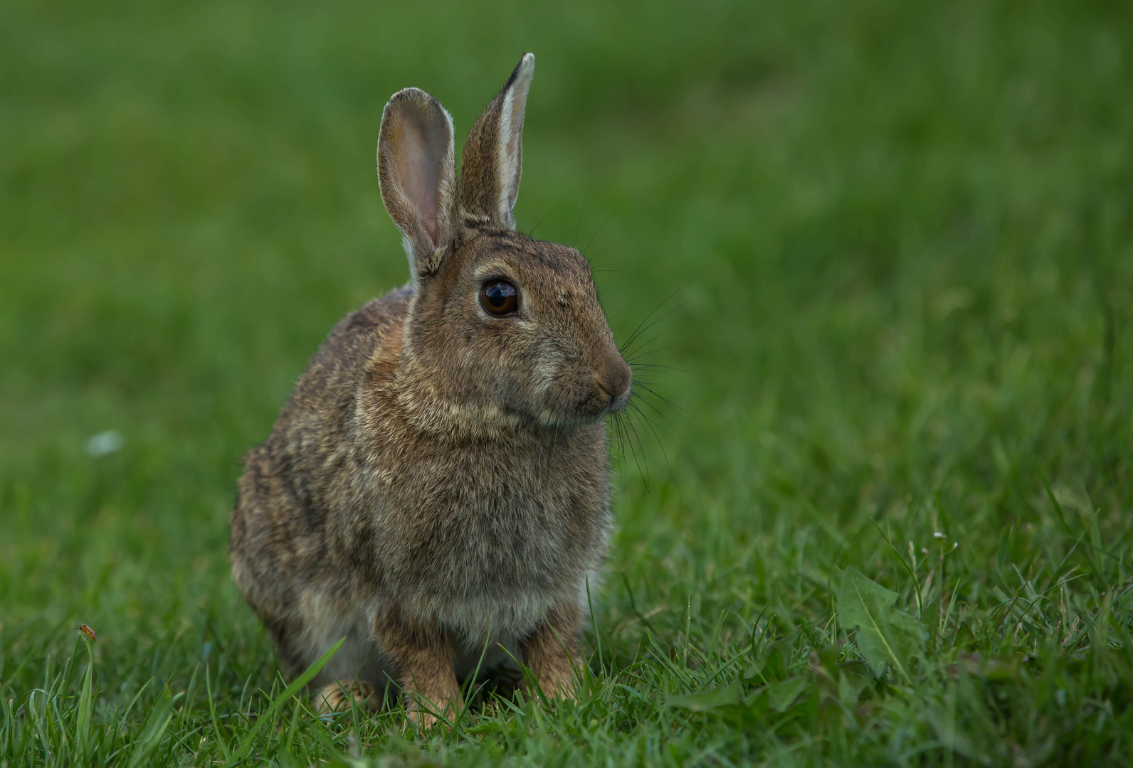 Wildkaninchen