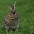 Wildkaninchen