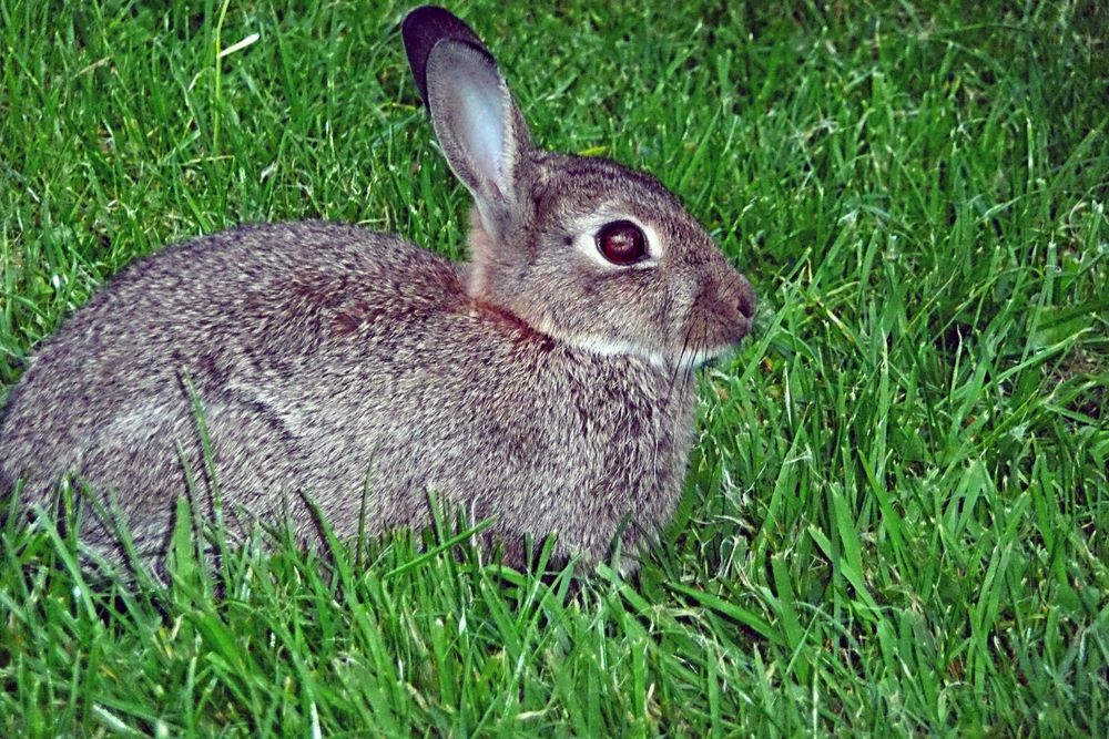 Wildkaninchen