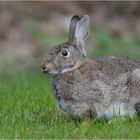 Wildkaninchen 