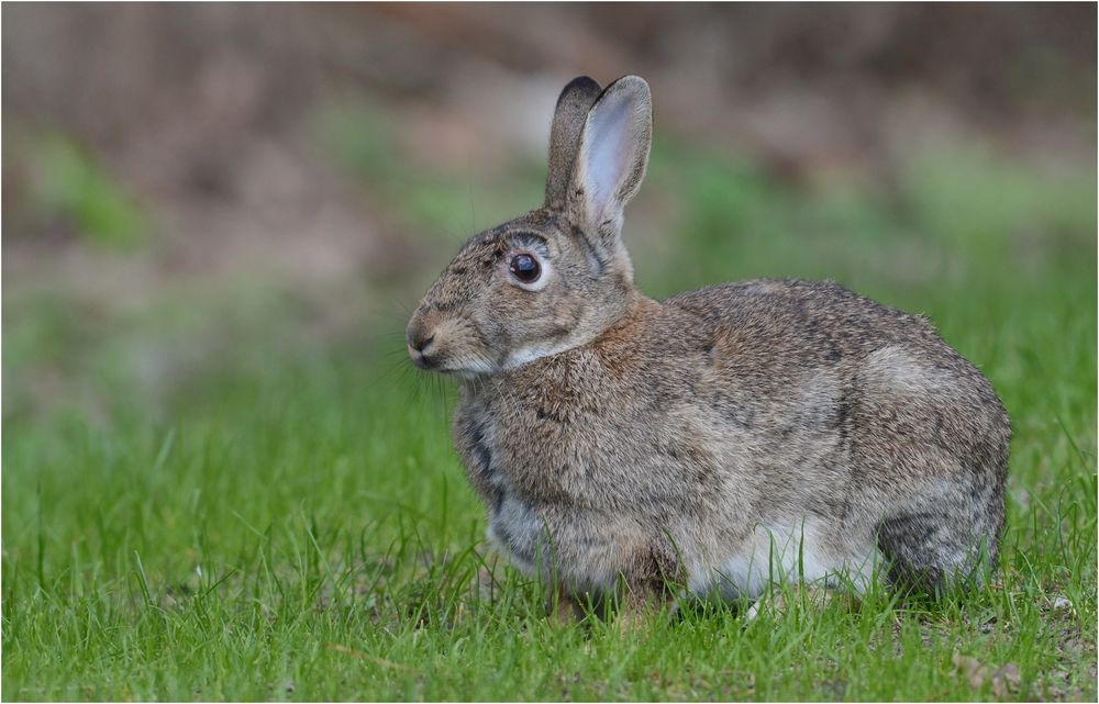 Wildkaninchen 