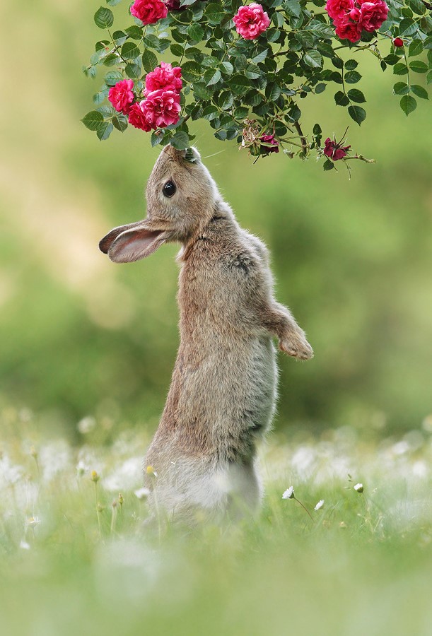 Wildkaninchen Foto & Bild tiere, wildlife, säugetiere Bilder auf