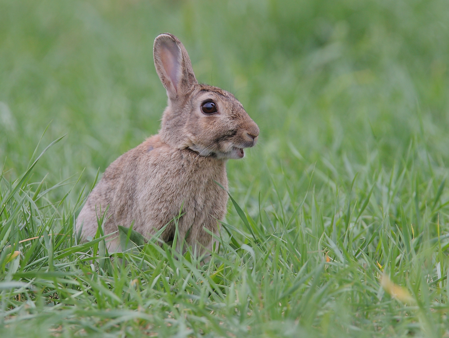 Wildkaninchen