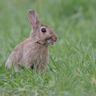 Wildkaninchen