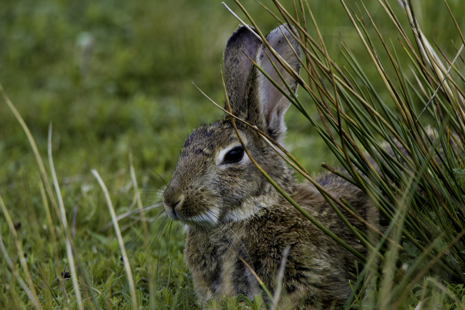 Wildkaninchen