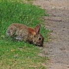 Wildkaninchen