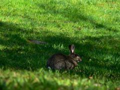 Wildkaninchen