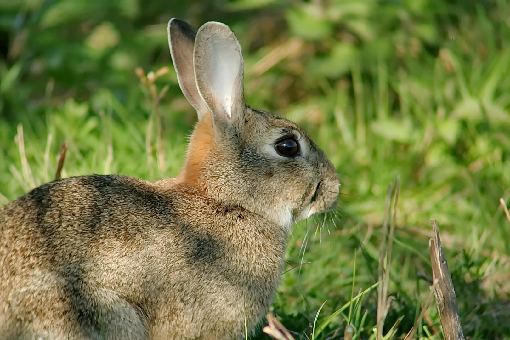 Wildkaninchen