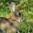 Wildkaninchen