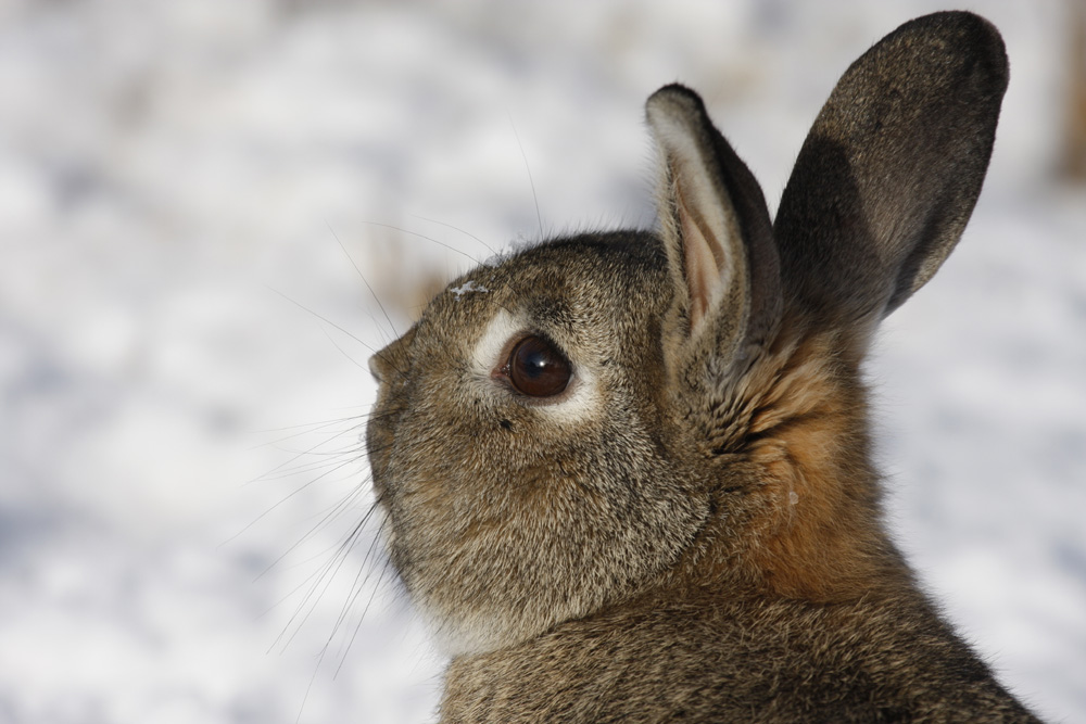 Wildkaninchen