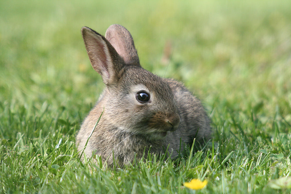 Wildkaninchen