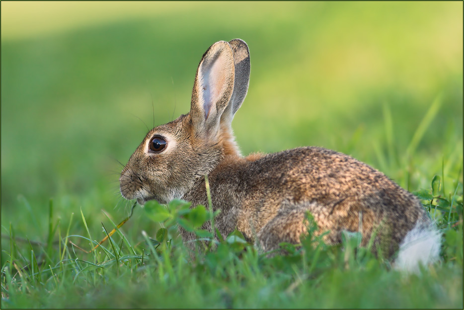 Wildkaninchen