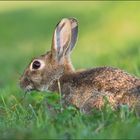 Wildkaninchen